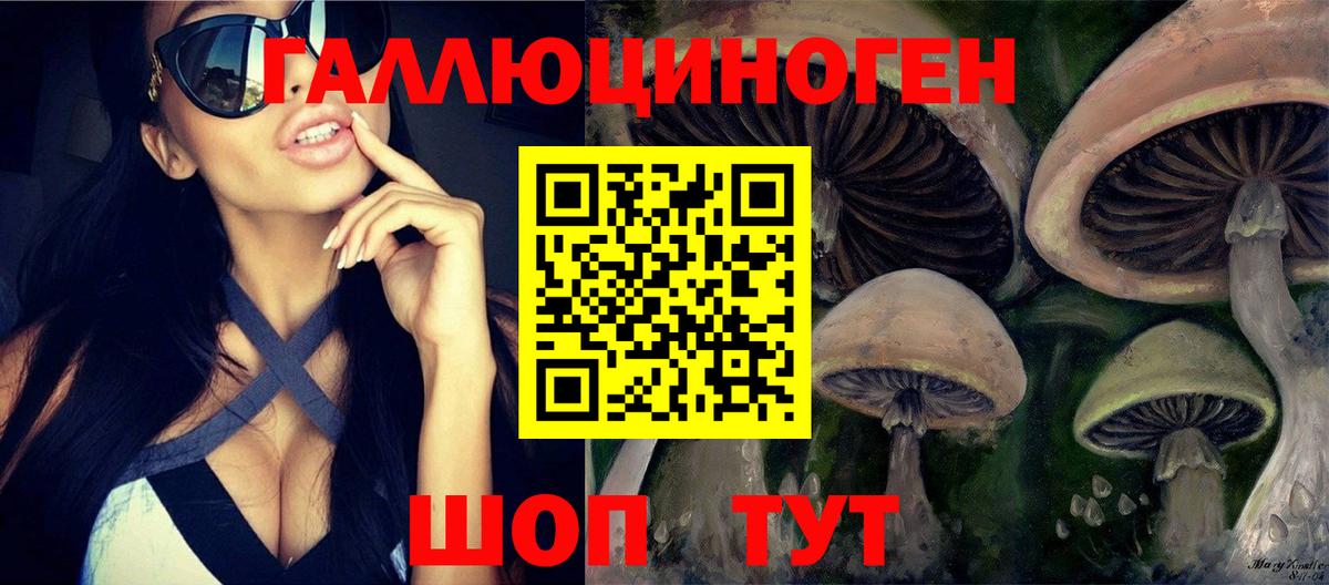 Псилоцибиновые грибы Psilocybe Геленджик